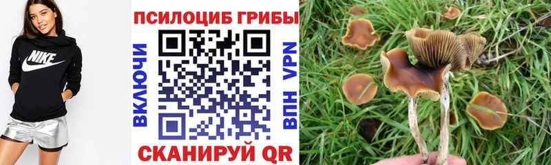omg сайт Миньяр Псилоцибиновые грибы Psilocybine cubensis